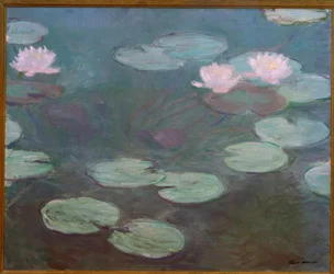 Rosa Seerosen